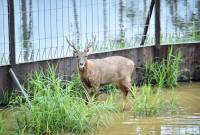 Salah satu rusa sambar yang dilepasliarkan di hutan Nusantara. (Foto: Humas OIKN)