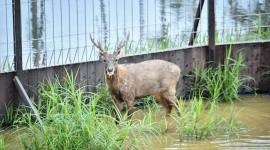 Salah satu rusa sambar yang dilepasliarkan di hutan Nusantara. (Foto: Humas OIKN)