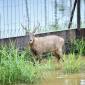 Salah satu rusa sambar yang dilepasliarkan di hutan Nusantara. (Foto: Humas OIKN)
