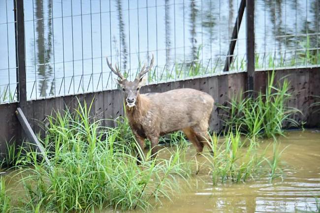 Salah satu rusa sambar yang dilepasliarkan di hutan Nusantara. (Foto: Humas OIKN)
