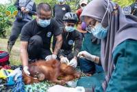 Petugas kesehatan IARI Ketapang membius orang utan sebelum melakukan translokasi sepasang induk dan anak orangutan di Kalimantan Barat. (SI/ANTARA/DOK YIARI Kalbar)