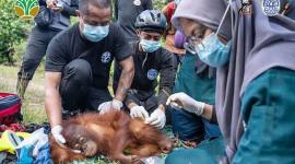 Petugas kesehatan IARI Ketapang membius orang utan sebelum melakukan translokasi sepasang induk dan anak orangutan di Kalimantan Barat. (SI/ANTARA/DOK YIARI Kalbar)