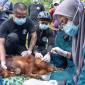 Petugas kesehatan IARI Ketapang membius orang utan sebelum melakukan translokasi sepasang induk dan anak orangutan di Kalimantan Barat. (SI/ANTARA/DOK YIARI Kalbar)