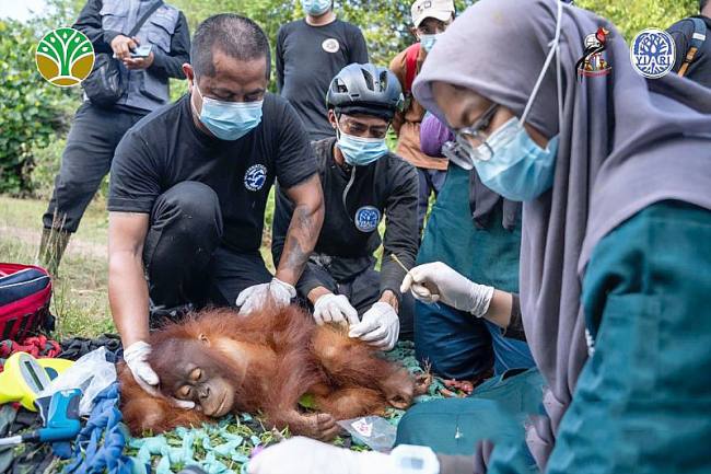 Petugas kesehatan IARI Ketapang membius orang utan sebelum melakukan translokasi sepasang induk dan anak orangutan di Kalimantan Barat. (SI/ANTARA/DOK YIARI Kalbar)