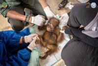 Randy, bayi Orangutan yang berhasil di selamatkan oleh BKSDA Kalbar dan IARI di lokasi PETI Desa Riam Dadap, Kecamatan Hulu Sungai, Kabupaten Ketapang. (Foto: IARI Kalbar)