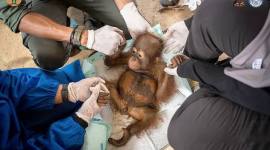 Randy, bayi Orangutan yang berhasil di selamatkan oleh BKSDA Kalbar dan IARI di lokasi PETI Desa Riam Dadap, Kecamatan Hulu Sungai, Kabupaten Ketapang. (Foto: IARI Kalbar)