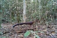 
Burung Kuau yang tertangkap kamera trap. (Foto: Istimewa)