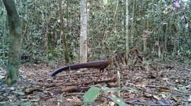 
Burung Kuau yang tertangkap kamera trap. (Foto: Istimewa)