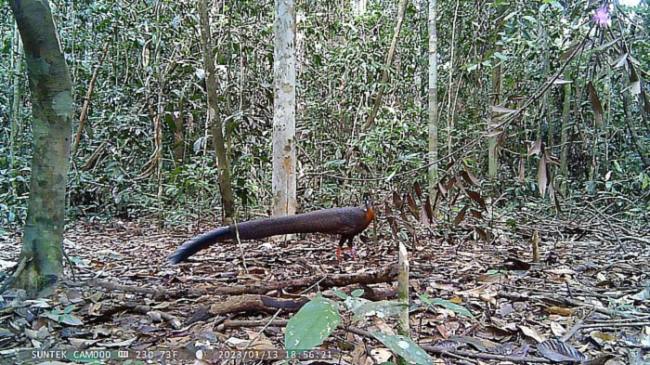 
Burung Kuau yang tertangkap kamera trap. (Foto: Istimewa)