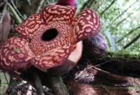 
Rafflesia Pricei yang ditemukan mekar di Taman Nasional Kayan Mentarang, Nunukan, Kaltara. (Foto: Istimewa)