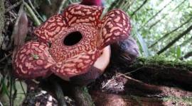 
Rafflesia Pricei yang ditemukan mekar di Taman Nasional Kayan Mentarang, Nunukan, Kaltara. (Foto: Istimewa)