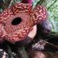 
Rafflesia Pricei yang ditemukan mekar di Taman Nasional Kayan Mentarang, Nunukan, Kaltara. (Foto: Istimewa)
