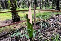 
Salah satu bunga bangkai Titan Arum yang di temukan di area perkebunan kelapa sawit di Kabupaten Kotawaringin Timur, Minggu (7/12/2025). (Dok Bidang Konservasi PT Mustika Sembuluh 3)