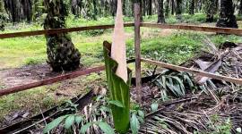 
Salah satu bunga bangkai Titan Arum yang di temukan di area perkebunan kelapa sawit di Kabupaten Kotawaringin Timur, Minggu (7/12/2025). (Dok Bidang Konservasi PT Mustika Sembuluh 3)