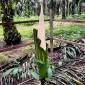
Salah satu bunga bangkai Titan Arum yang di temukan di area perkebunan kelapa sawit di Kabupaten Kotawaringin Timur, Minggu (7/12/2025). (Dok Bidang Konservasi PT Mustika Sembuluh 3)