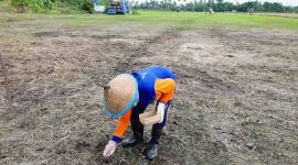 Lahan percontohan pengembangan budi daya padi Gogo di Kecamatan Muara Jawa, Kabupaten Kutai Kartanegara, Provinsi Kalimantan Timur (Foto: Dok Humas OIKN)