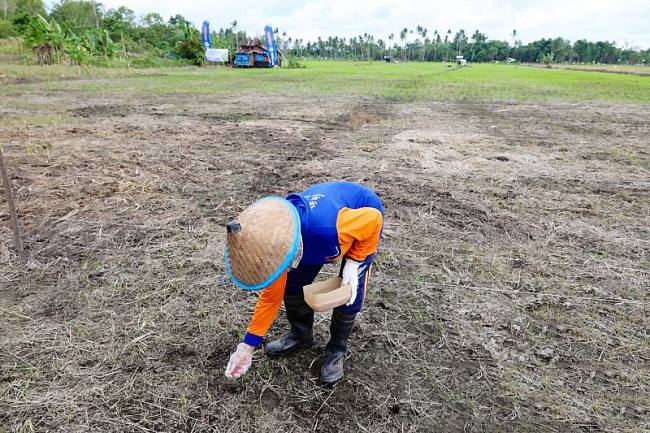Lahan percontohan pengembangan budi daya padi Gogo di Kecamatan Muara Jawa, Kabupaten Kutai Kartanegara, Provinsi Kalimantan Timur (Foto: Dok Humas OIKN)