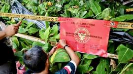 Petugas saat menyegel ribuan bibit pisang varietas kepok tanjung ilegal asal Kabupaten Ngawi, Jawa Timur, karena tidak memenuhi persyaratan di Landasan Ulin, Banjarbaru, Kalimantan Selatan, beberapa waktu lalu. (Foto: Dok Karantina Kalsel)