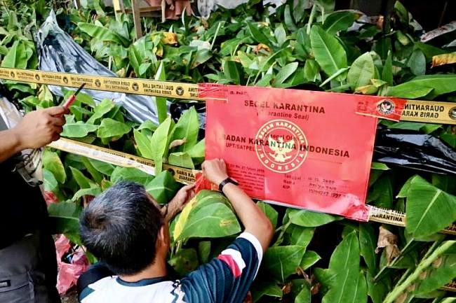Petugas saat menyegel ribuan bibit pisang varietas kepok tanjung ilegal asal Kabupaten Ngawi, Jawa Timur, karena tidak memenuhi persyaratan di Landasan Ulin, Banjarbaru, Kalimantan Selatan, beberapa waktu lalu. (Foto: Dok Karantina Kalsel)
