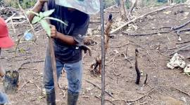 Salah satu anggota Kelompok Tani Hutan (KTH) menanami lahan pada Program Fasilitasi Agroforestri Pangan dan Energi Perhutanan Sosial (FAPE-PS) Tahun Anggaran 2025 di wilayah izin perhutanan sosial KPH Cantung di Kotabaru, Kalimantan Selatan, beberapa waktu lalu. (Foto: Dok KPH Cantung)