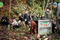 Pelepasliaran tiga individu orang utan di Taman Nasional Bukit Baka Bukit Raya. (Foto: Dok YIARI)