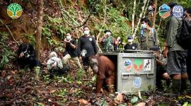 Pelepasliaran tiga individu orang utan di Taman Nasional Bukit Baka Bukit Raya. (Foto: Dok YIARI)