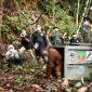 Pelepasliaran tiga individu orang utan di Taman Nasional Bukit Baka Bukit Raya. (Foto: Dok YIARI)