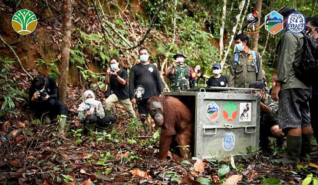 Pelepasliaran tiga individu orang utan di Taman Nasional Bukit Baka Bukit Raya. (Foto: Dok YIARI)