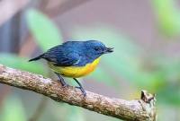 Burung Pentis Kalimantan. (Foto: dok eBird/Matthew Kwan)