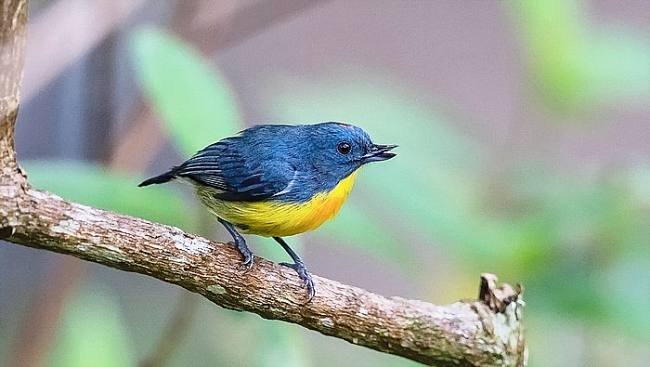 Burung Pentis Kalimantan. (Foto: dok eBird/Matthew Kwan)
