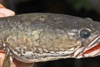 Ikan Haruan (Gabus). (Foto: bjn.wikipedia.org)