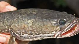 Ikan Haruan (Gabus). (Foto: bjn.wikipedia.org)