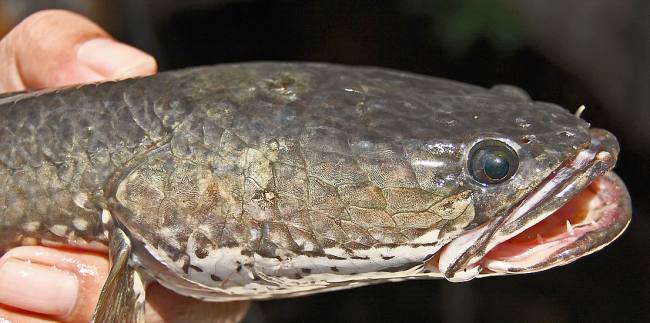 Ikan Haruan (Gabus). (Foto: bjn.wikipedia.org)