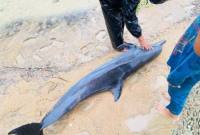 Lumba-lumba terdampar di Pantai Paloh Sambas. (Foto: Istimewa)