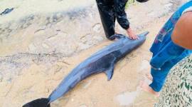 Lumba-lumba terdampar di Pantai Paloh Sambas. (Foto: Istimewa)