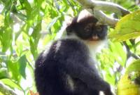 Lutung Kutai, salah satu spesies terancam di Hutan Lindung Wehea, Kutai Timur. (Foto: Istimewa)