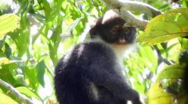 Lutung Kutai, salah satu spesies terancam di Hutan Lindung Wehea, Kutai Timur. (Foto: Istimewa)