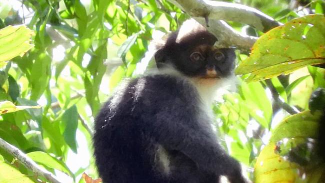 Lutung Kutai, salah satu spesies terancam di Hutan Lindung Wehea, Kutai Timur. (Foto: Istimewa)