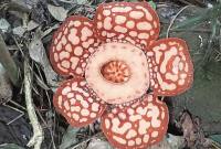 Bunga Rafflesia Hasseltii ditemukan di Kalimantan Barat. (Foto: Dokumentasi Agri Aditya)