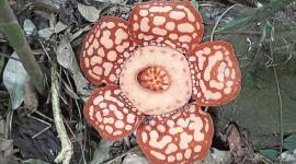 Bunga Rafflesia Hasseltii ditemukan di Kalimantan Barat. (Foto: Dokumentasi Agri Aditya)
