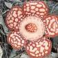 Bunga Rafflesia Hasseltii ditemukan di Kalimantan Barat. (Foto: Dokumentasi Agri Aditya)