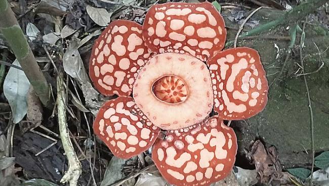 Bunga Rafflesia Hasseltii ditemukan di Kalimantan Barat. (Foto: Dokumentasi Agri Aditya)