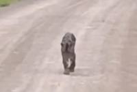 Tangkapan layar diduga macan dahan berkeliaran di Kotabaru. (Screenshot: ig @banjarhub)