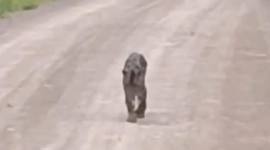 Tangkapan layar diduga macan dahan berkeliaran di Kotabaru. (Screenshot: ig @banjarhub)