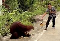 Tangkapan layar orang utan turun ke jalanan Kutai Timur dan diberi makan pengendara. (Foto: Istimewa)