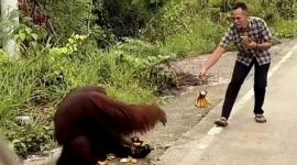 Tangkapan layar orang utan turun ke jalanan Kutai Timur dan diberi makan pengendara. (Foto: Istimewa)
