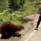 Tangkapan layar orang utan turun ke jalanan Kutai Timur dan diberi makan pengendara. (Foto: Istimewa)