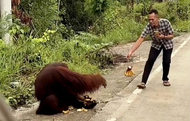 Tangkapan layar orang utan turun ke jalanan Kutai Timur dan diberi makan pengendara. (Foto: Istimewa)