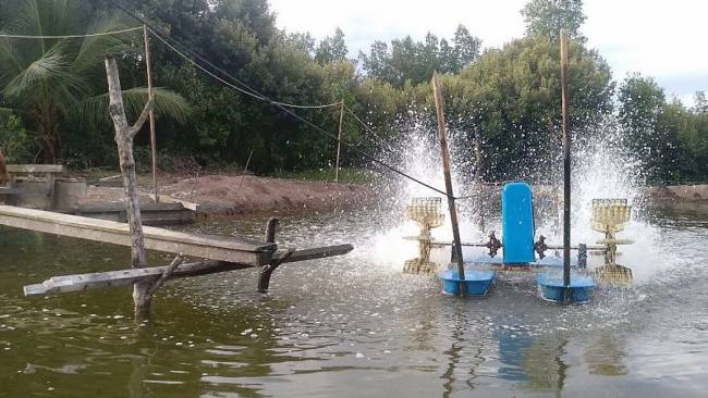 Foto Ilustrasi salah satu tambak di Kabupaten Penajam Paser Utara, Kaltim. (Foto: Dok Antara)