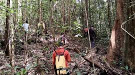 Tim Search and Rescue atau pencarian dan pertolongan (SAR) Gabungan melakukan pencarian terhadap satu orang yang dinyatakan hilang di Hutan Desa Danau Bambure, Kabupaten Barito Selatan (Barsel). (Foto: Dok Basarnas Palangka Raya)